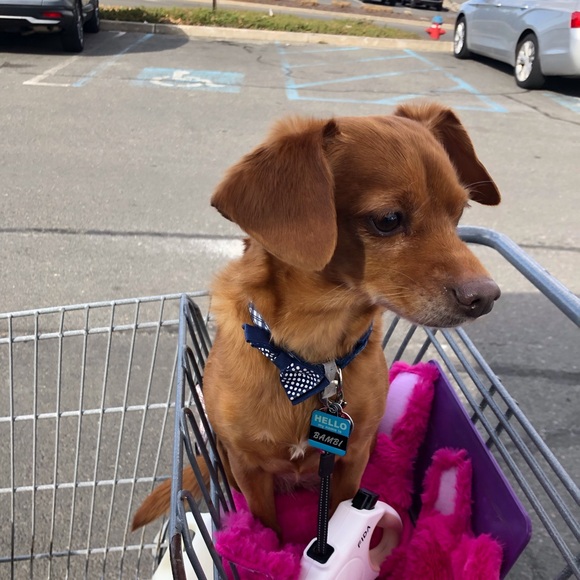 Live Share Show Flyer - Picture 2 of 6